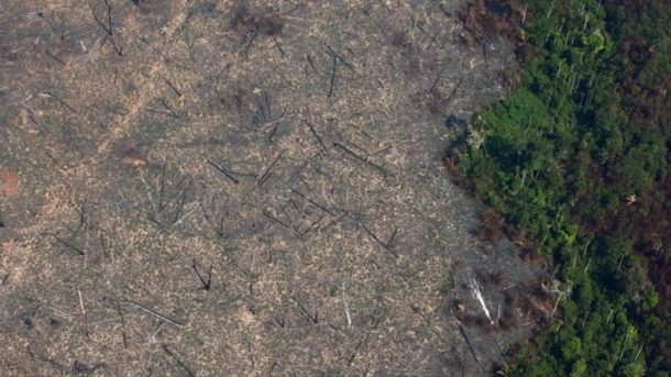 Recuperação do solo afetado pelo desmatamento pode levar pelo menos uma década, diz engenheiro florestal.